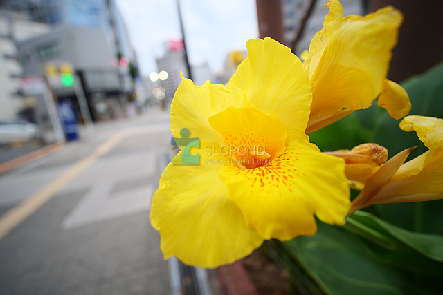 【レビュー】LAOWA 7.5mm F2 MFT 超広角レンズが想像以上にきれいだった