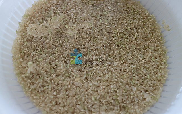 玄米の炊き方